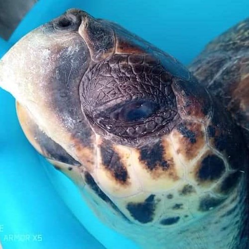 Una legge regionale per la tutela delle tartarughe marine: la soddisfazione dell'Amp Punta Campanella