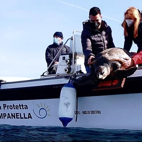 Una legge regionale per la tutela delle tartarughe marine: la soddisfazione dell'Amp Punta Campanella