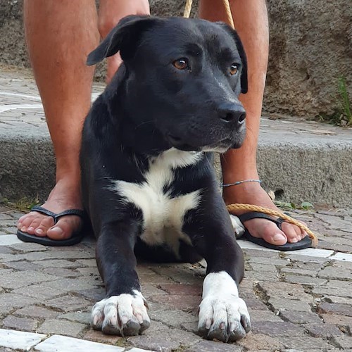 Vagava sulla Statale Amalfitana insieme a un uomo di cui si sono perse le tracce, cane cerca casa /COME ADOTTARLO