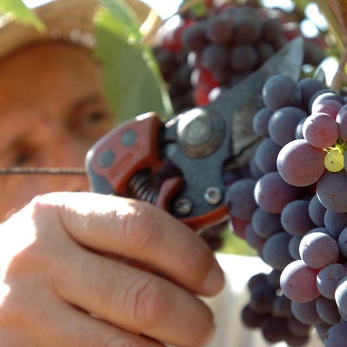 Vendemmia 2015, manca poco