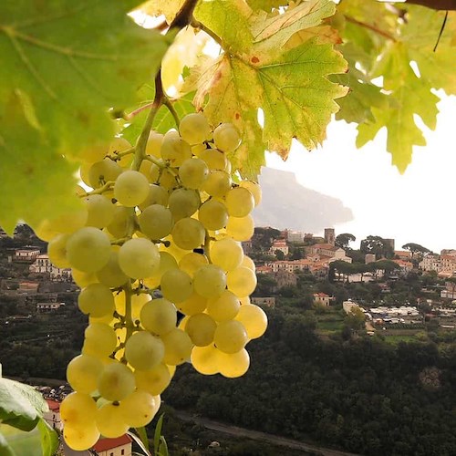 Vi.B.Ri.S., il progetto che studia quattro vitigni della Costa d'Amalfi. 11 novembre presentazione a Villa Rufolo