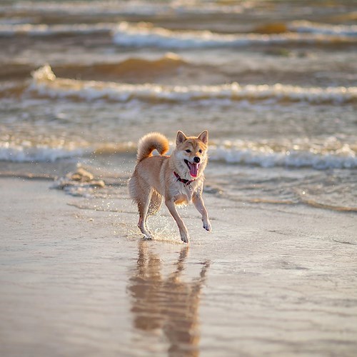 Dog Day<br />&copy; Foto da Pexels