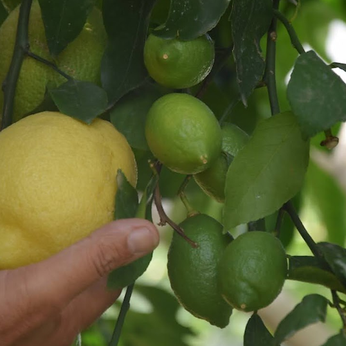 "Zero Waste Amalfi", dagli scarti dei limoni si produce energia green. Venerdì la presentazione del progetto
