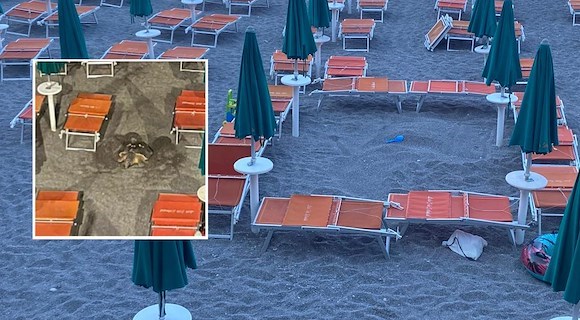 Caretta caretta sulla spiaggia di Maiori: possibile nidificazione nella notte