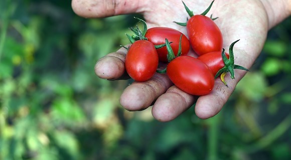 Coltivare Legalità, le aziende agricole targate Coldiretti di Napoli Est raccontano le eccellenze del territorio