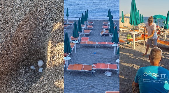 Maiori, confermata la nidificazione della “caretta caretta”: area messa in sicurezza